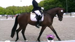 Fontainebleau K Reitpferdeprüfung
