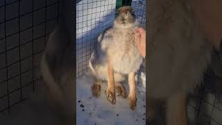 Angry Hare!  #Bunny #Angry #Attack #Boxing