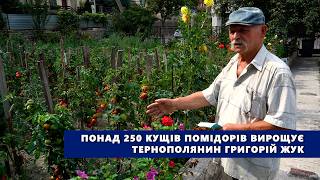 Понад 250 кущів помідорів вирощує тернополянин Григорій Жук