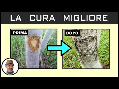 Video: Malattie comuni di papaia - Scopri come curare un albero di papaia malato