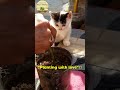 Kitten Tessa’s First Rose Propagation Lesson! 🐾🌹 #Shorts