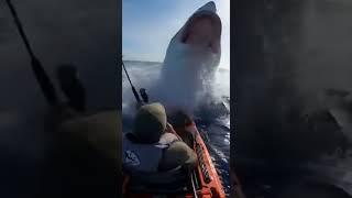 Shark Attack On Kayak Fishing