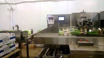 Cost Efficient Flow Wrapping Solution by FarmPack