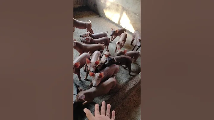 Look how they  stare at me🌚 I'm not a stranger 😂#tinyfarm #short #subscribe