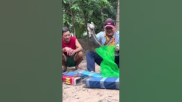 Rắn khủng #shorts #huunghivlog