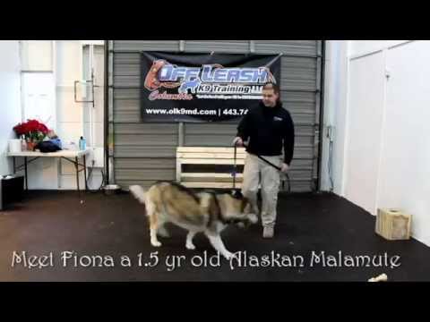 alaskan-malamute-"fiona"-obedience-training-with-off-leash-k9-training-columbia