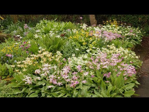 Video: Kandyk (49 Kuvaa): Siperian Ja Kaukasian Erythronium, 