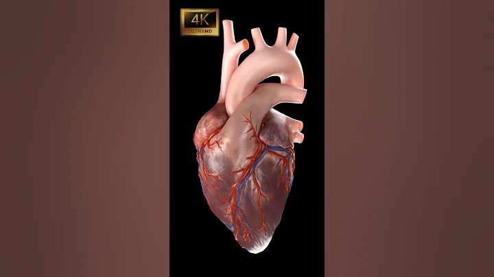 4K Close Up of a Beating Heart | (Full) 🫀