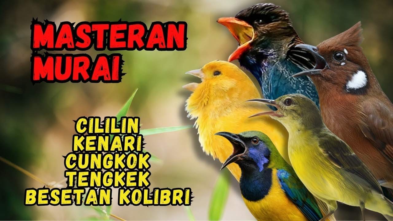 Masteran Murai Isian Cililin, Kenari, Cungkok, Tengkek, Besetan Kolibri