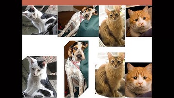 Oriented Object Proposals