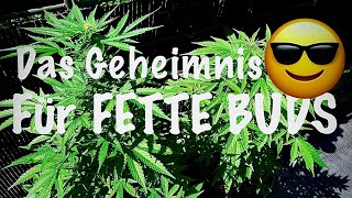 Die SPEZIAL Düngermischung 🤫