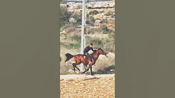ركوب الخيل العربية بدون لجام أجمل تحدي فنون الفروسية Horseriding Adrenalina Horseworld 