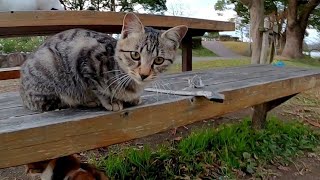 公園のベンチで沢山の猫に癒やされる