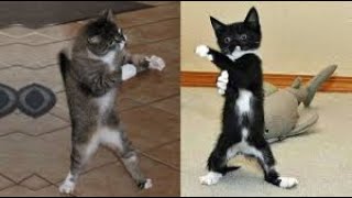 1 HOUR FUNNY CATS COMPILATION 2022 😂 The Best Funny Cat Videos!😸 😸 
