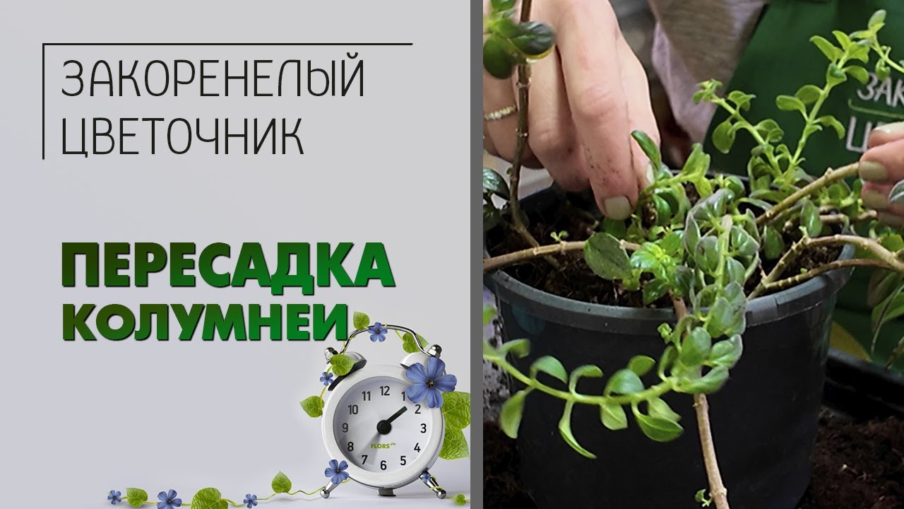 ПЕРЕСАДКА комнатного растения. Колумнея: как сделать за 15 минут пышное растение из одной ветки.