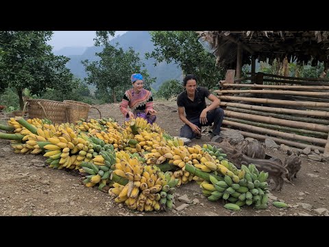 Video Vang Hoa and Zon Harvest bananas for wild boar,... - youtube