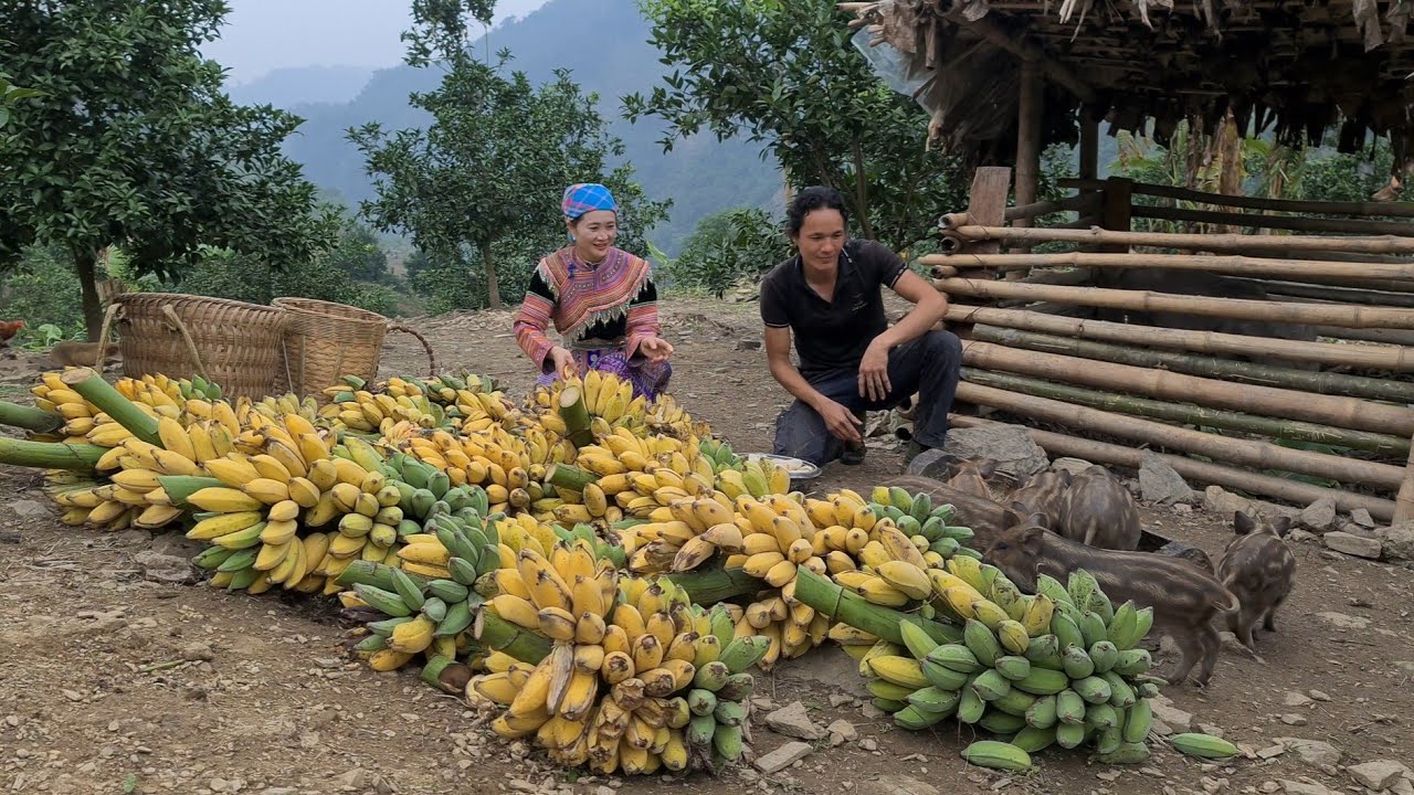Vang Hoa and Zon Harvest bananas for wild boar, Survival Instinct, Wilderness Alone , Ep 223