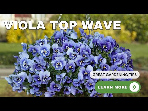 Introducing Spreading Pansy Top Wave The Colorful Viola for the Cool Season 💙#garden #gardening