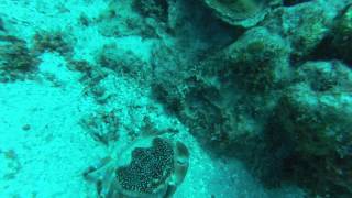 20130329 Bat Wing Coral Crab (1)