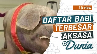 Dunia Binatang ! Babi Terbesar Di Dunia
