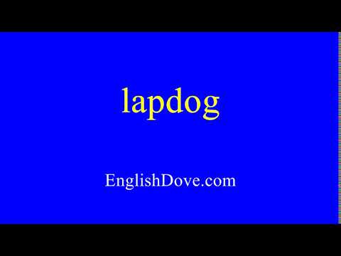Video: Maltský Lapdog: Funkce Péče