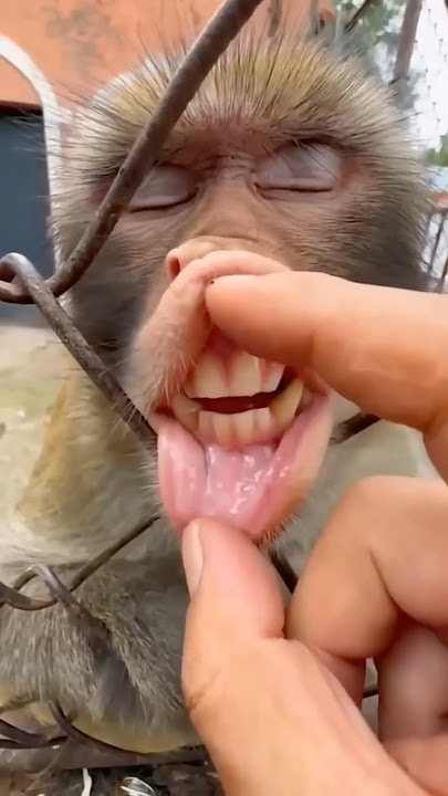 Monkey Ne Kiya Toothbrush 🪥😂 Monkey video 🐒🤣 #shorts #funny #comedy #trending
