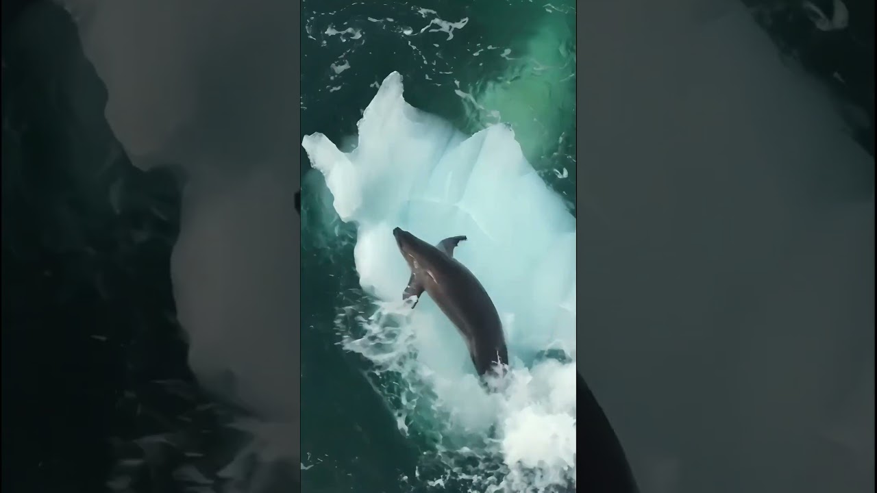 Orcas don’t just hunt. They teach. 