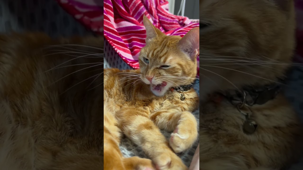 He drools like a dog… can you see the drool fly? 🫣  