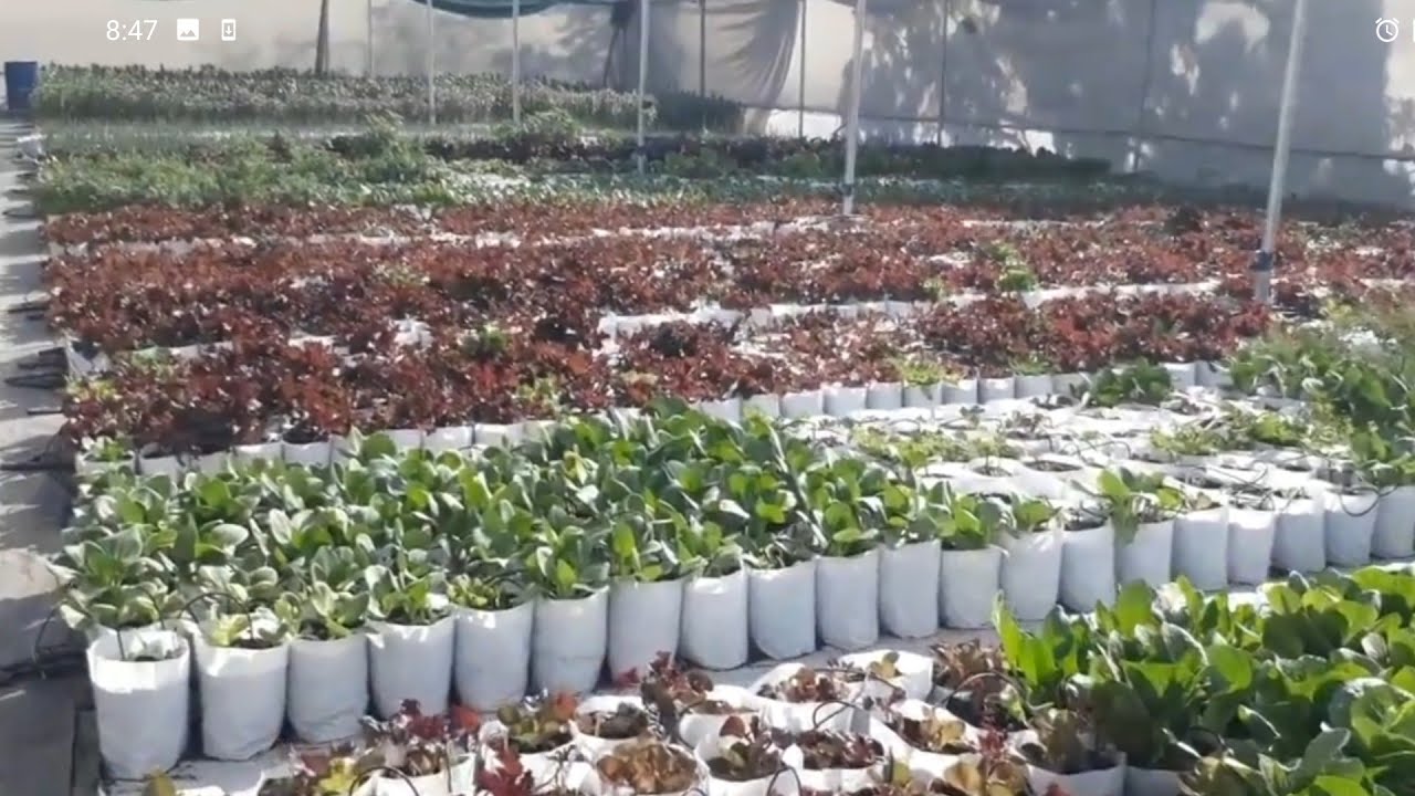 How to grow vegetables on terrace garden. YouTube