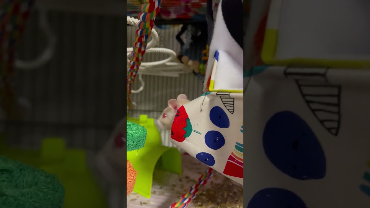 Baby rat (Honey) checking out the new hammock - 25/05/2024