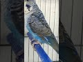 جمال طفرة هوكو بلاك وين