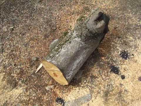 მილის წყაროზე კიდე მოჭრეს სამი ძირი ხე და ეხლა უკვე ექვსი ძირი ხეა მოჭრილი