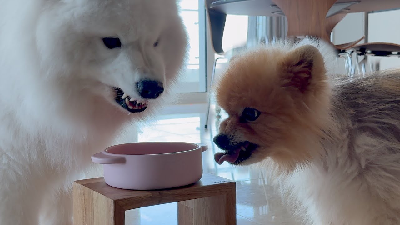 Mocha and Wooyoo Never Stop Fighting... So We Asked ChatGPT for Solution