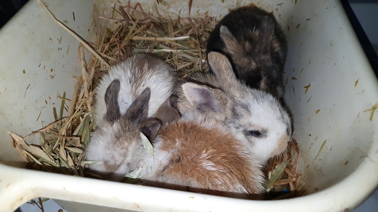 34 weeks old baby bunnies eating hay YouTube