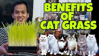 PAANO MAGTANIM NG CAT GRASS | HOW TO GROW CAT GRASS | CAT GRASS