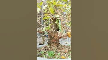 Cắt tỉa lại cây sung