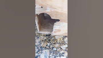 One Way To Deal With A Hormonal Parrot #Parrot_Bliss #shorts