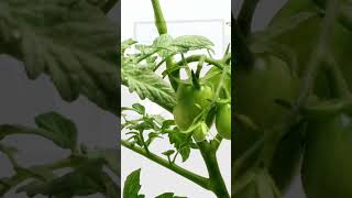 🌱 The Secret Life of Soils 6: The Connection Between the Soil and Plant Health #shorts