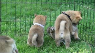 Birdie Tobis 6 Week Old Shiba Inu Puppies
