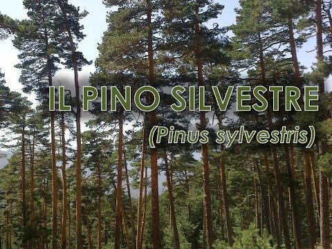 Video: Pino Silvestre - Descrizione, Proprietà, Uso Dei Coni