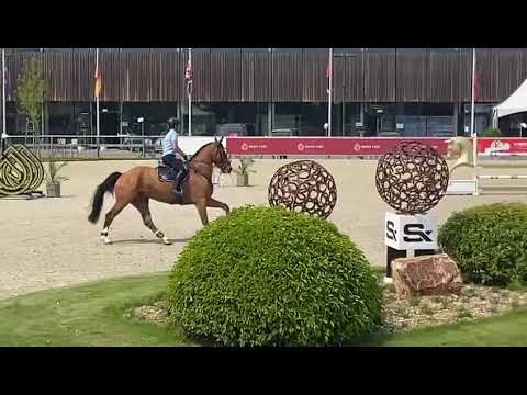 Jaguar King WD CSIYH 7/8 year old Opglabbeek 5th place