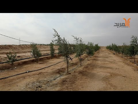 إسهاما في التنوع الزراعي زراعة أكثر من 20 ألف شجرة السدر في مزارع الزبير المربد