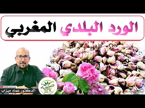 الورد البلدي المغربي الدكتور عماد ميزاب
