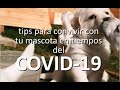 tips para convivir con tu mascota en tiempos del COVID-19