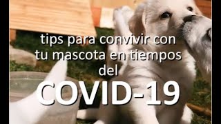 tips para convivir con tu mascota en tiempos del COVID-19