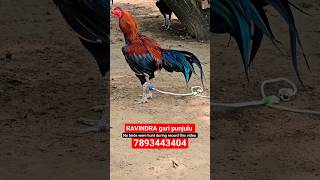 RAVINDRA gari punjulu top quality breed available pandem chicken topquality top rooster hen