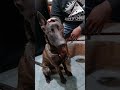 #MOKAI #petcareprovider  #rescuedog  #belgiummalinois #belgianmalinois #malinois #dailyvlog #shorts