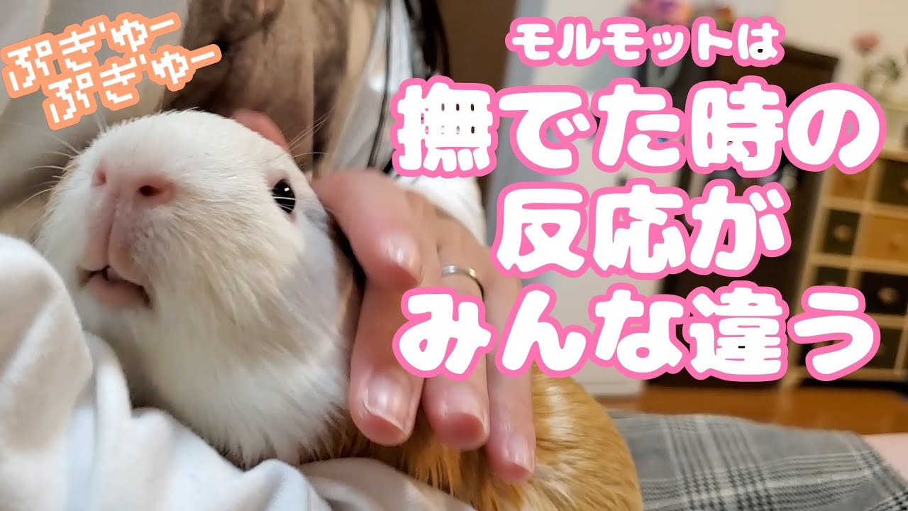 モルモット な つく