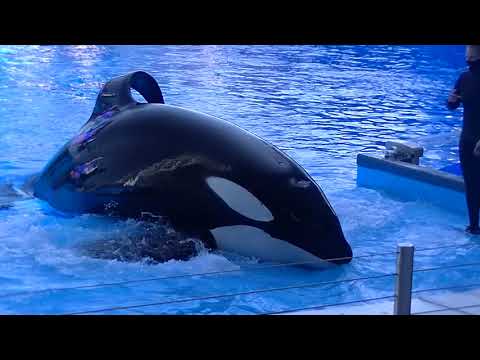 Video: SeaWorld Orlando Orca Iznenada Umire
