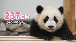 パンダの赤ちゃん（楓浜）】一緒にゴロゴロしたい…！（237日齢） - YouTube